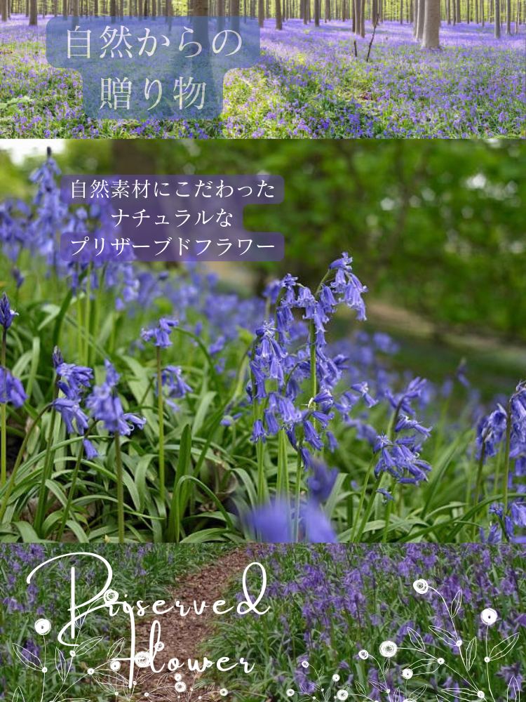 プリザーブドフラワーギフト BLUEBELL